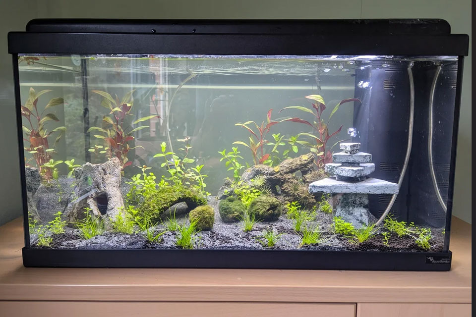 Angel Aquarium