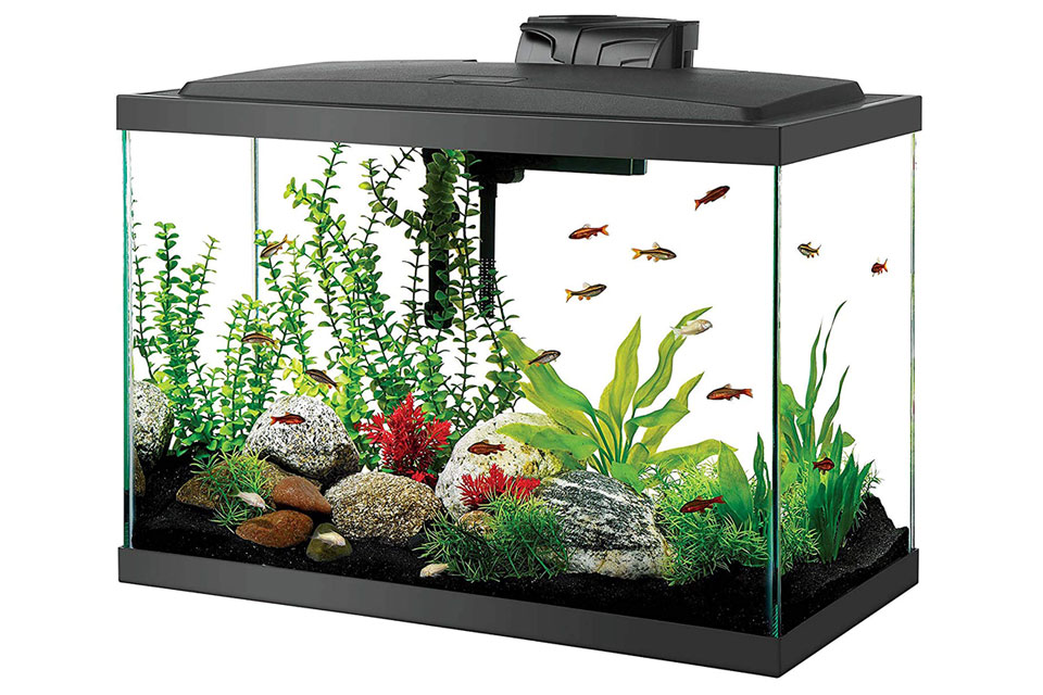 Angel Aquarium