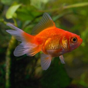 Normal Gold Fish