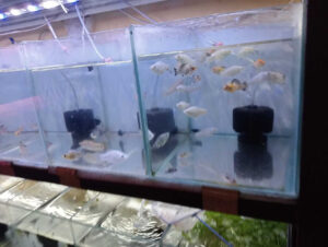 angel_aquarium-07