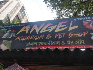 angel_aquarium-08