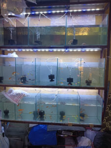 angel_aquarium-10