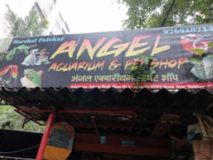 angel_aquarium-11