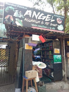 angel_aquarium-12