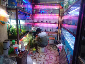 angel_aquarium-15
