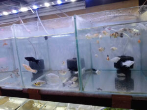 angel_aquarium-16