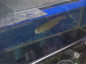 angel_aquarium-18