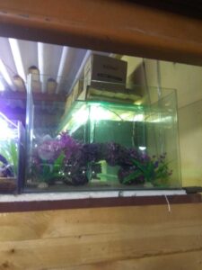 angel_aquarium-20