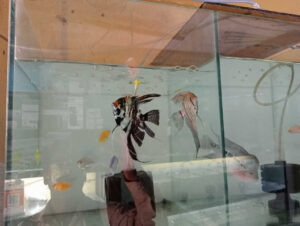 angel_aquarium-24