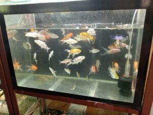 angel_aquarium-25