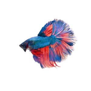 HALF MOON RED BETTA